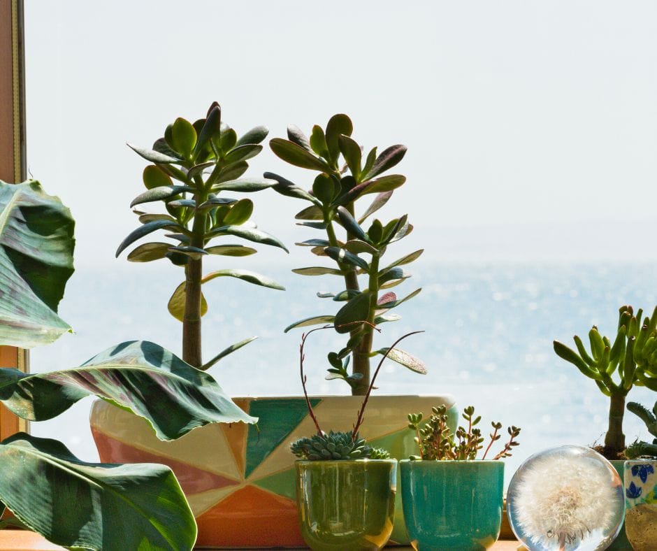 Plants That Thrive in The Bathroom Big Bathroom Shop