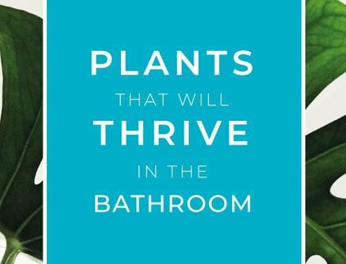 plants-in-the-bathroom main banner