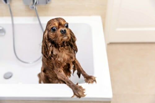 Funny wet dog in bathtub a funny wet dog taking a bath