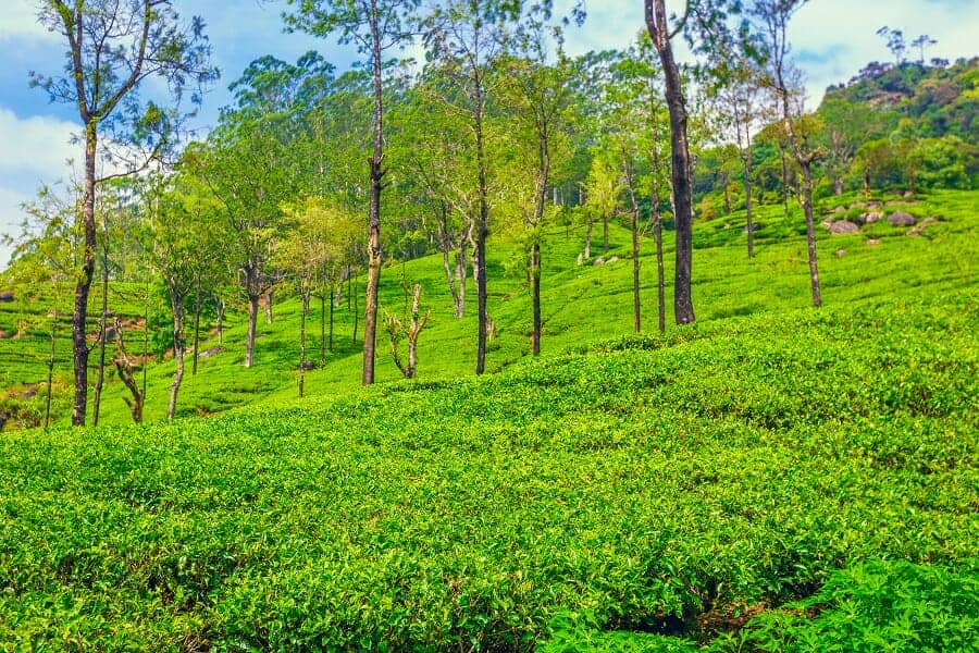 Groene plantage van Ceylon-thee in Sri Lanka