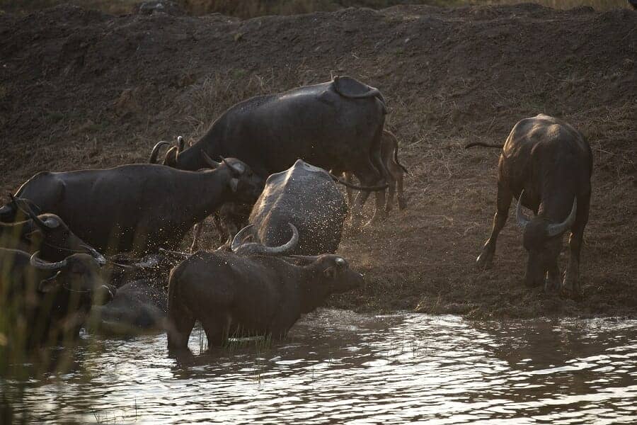 Waterbuffels in het water